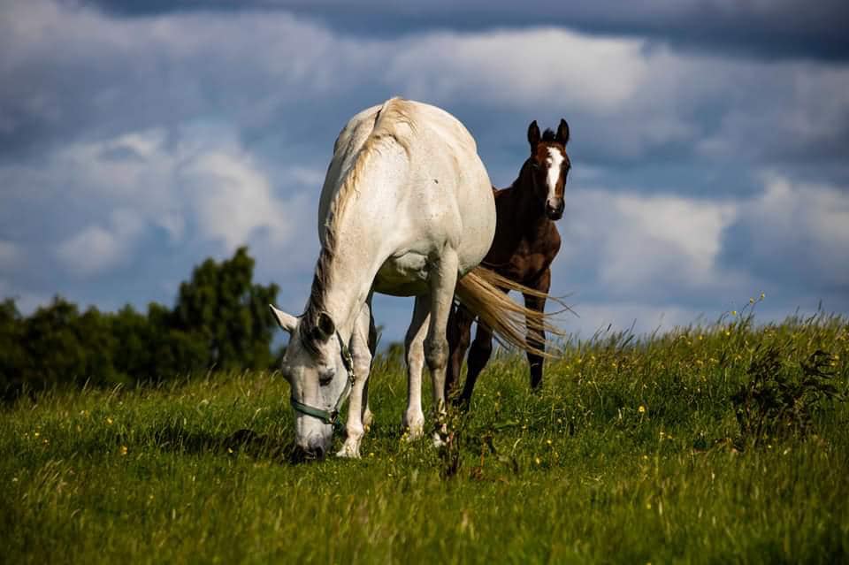 Merllyn Sport Horses and Ponies